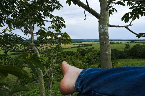 relax  tree  landscape