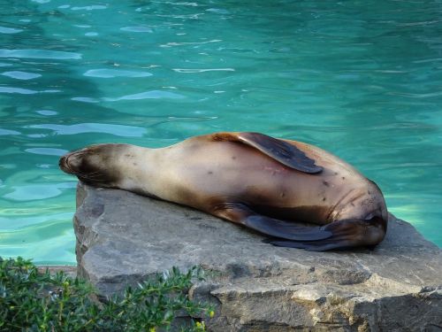 relaxed sea lion zoo
