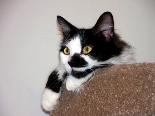 Relaxing Black And White Cat