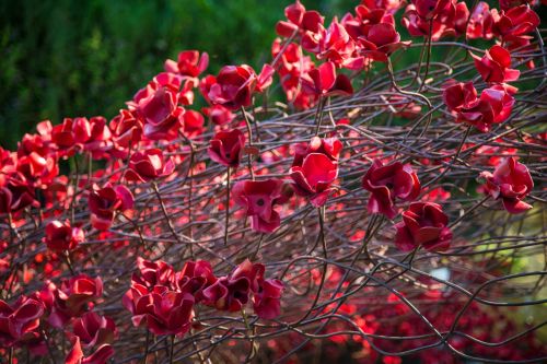 Remembrance Red Poppies