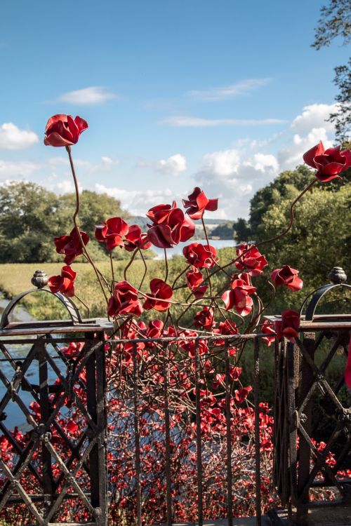 Remembrance Red Poppies