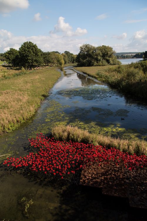 Remembrance Red Poppies