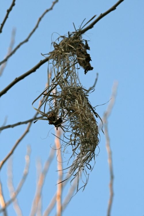 Remnant Of A Bird&#039;s Nest