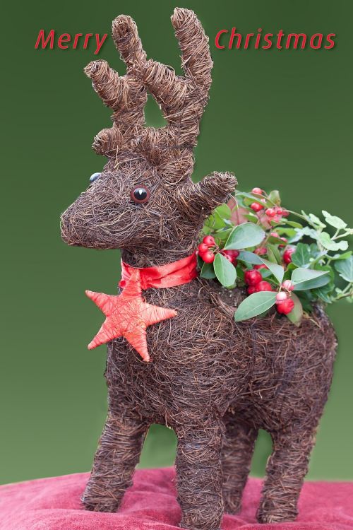 ren reindeer christmas greeting