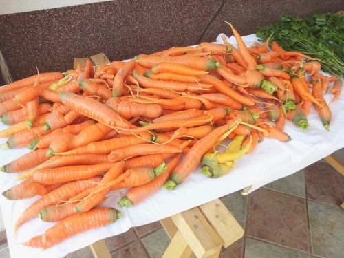 répaszüret vegetables autumn