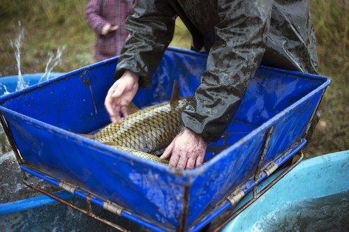 reportage  fish  jump