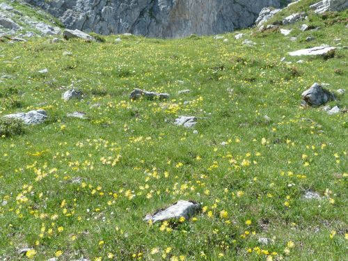 reported alpine meadow flower meadow