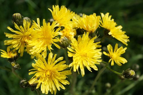 reported hawksbeard flower yellow