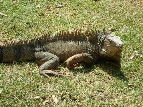 reptile iguana lizard