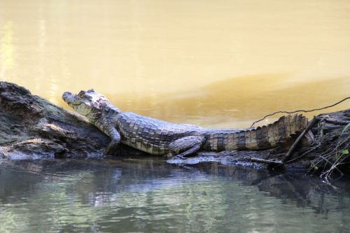 reptile rainforest costa rica