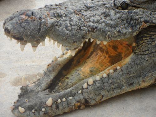 reptile crocodile dangerous