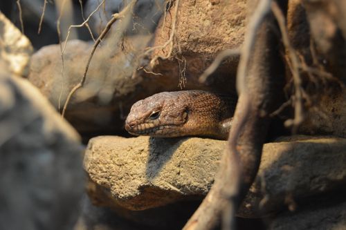 reptile rock schuppenkriechtier