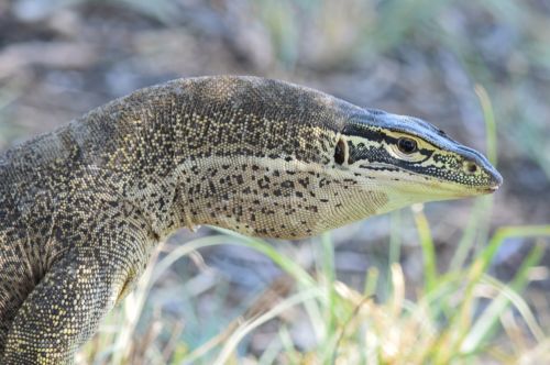 reptile nature monitor lizard