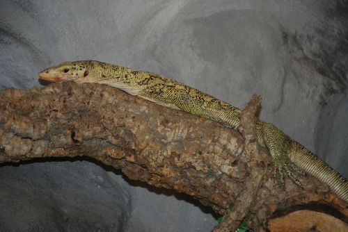 terrarium lizard reptile
