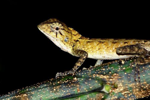 reptile gecko italy