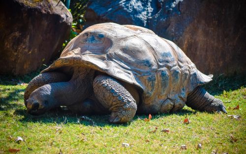reptile tortoise turtle
