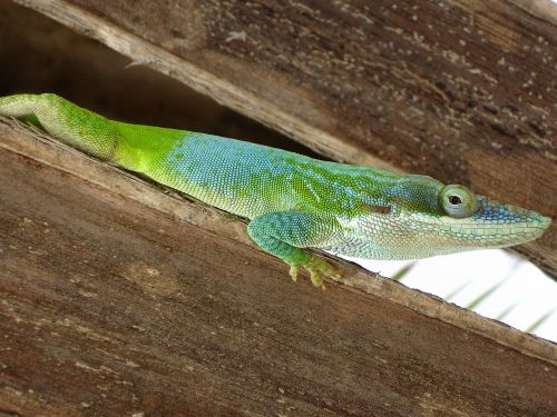 reptile lizard cuba