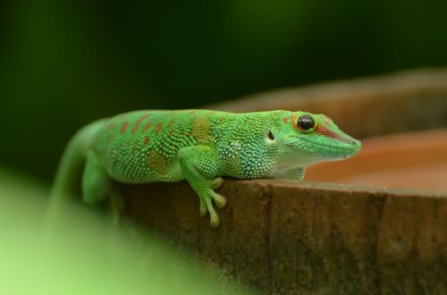 reptile green animal