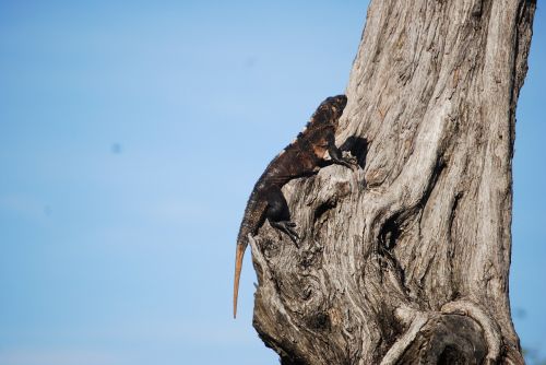 reptile nature iguana