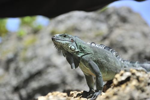 reptile iguana fauna