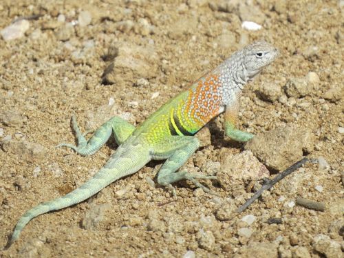 reptile lizard colorful