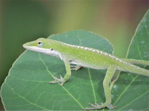 reptile lizard green