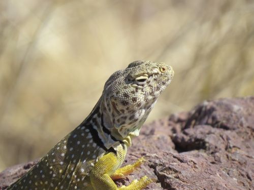 reptile lizard colorful