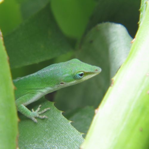 reptile lizard green