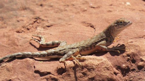 reptile lizard wildlife