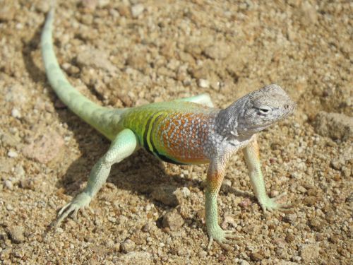 reptile lizard colorful