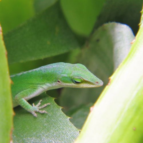 reptile lizard green