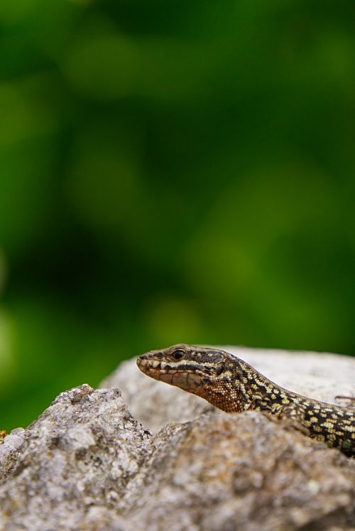 reptile lizard animal