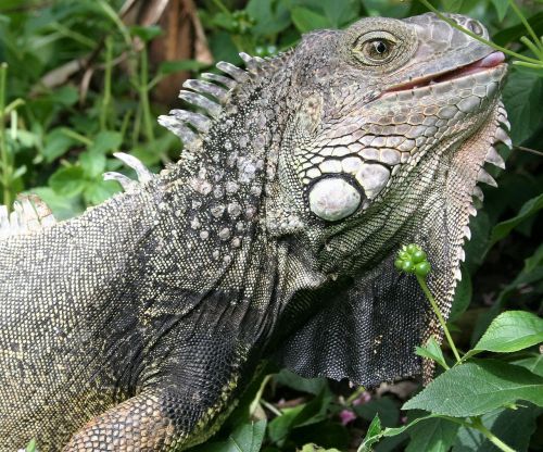 reptile iguana lizard