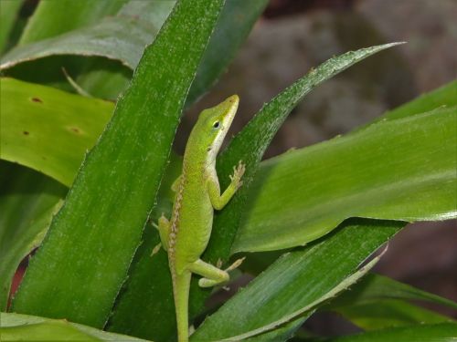 reptile lizard green and white