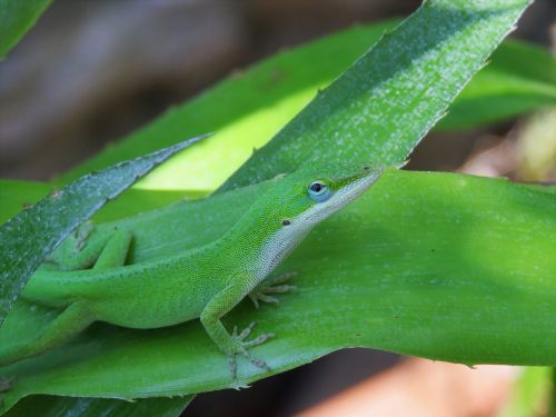 reptile lizard green and white