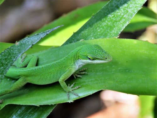 reptile lizard green and white