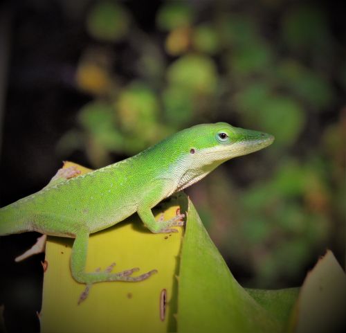 reptile lizard wildlife