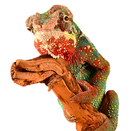 reptile chameleon lizard