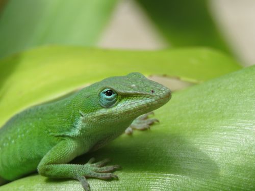 reptile lizard close up