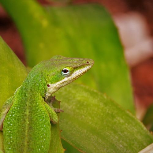 reptile lizard close up