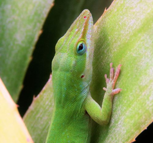 reptile lizard close up