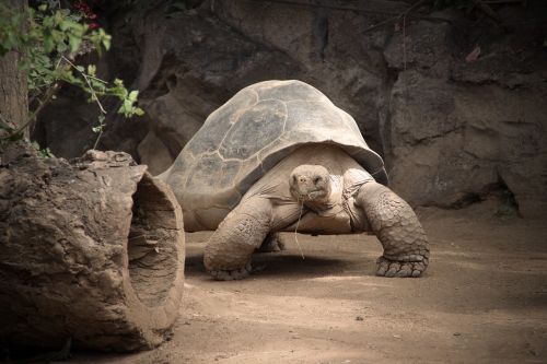 reptile turtle nature