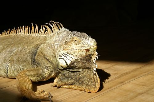 reptile iguana nature