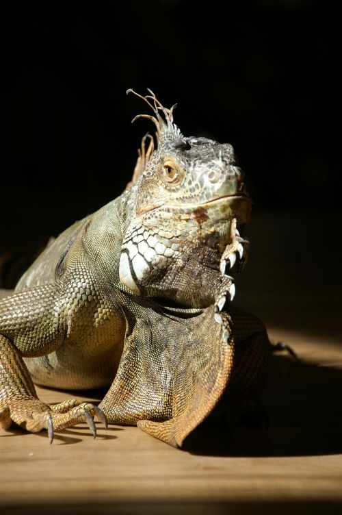 reptile iguana nature