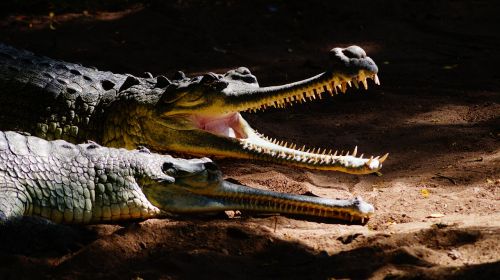 reptile crocodile wildlife