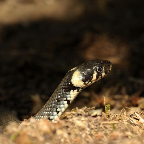 reptile snake animal world