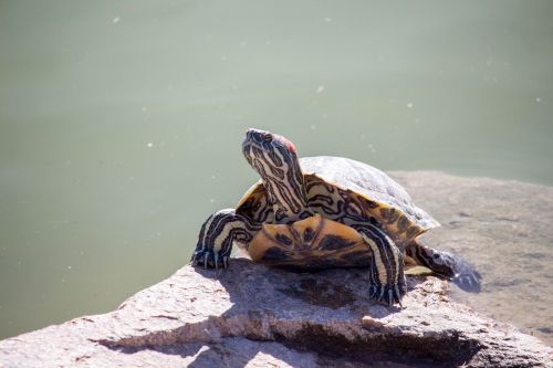 reptile turtle water