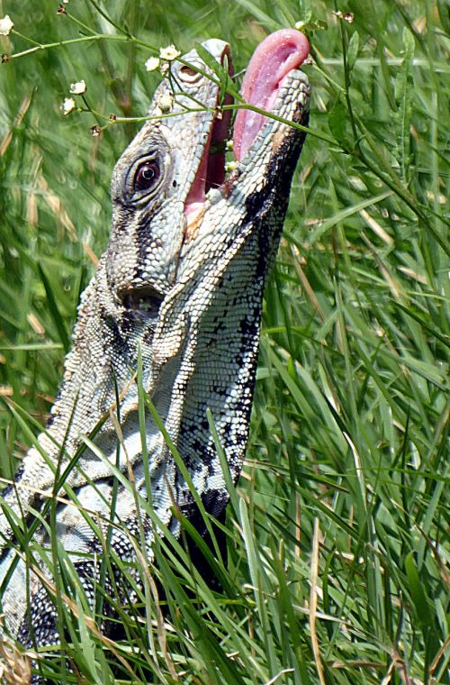reptile lizard iguana