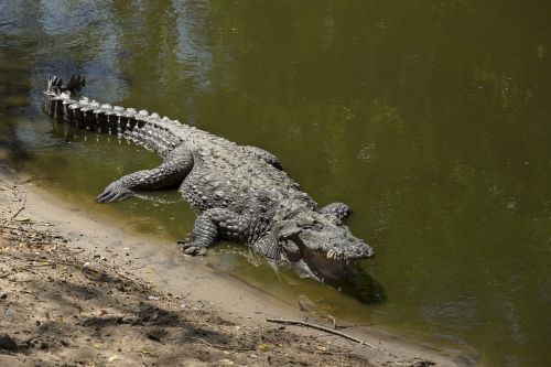 reptile crocodile body of water