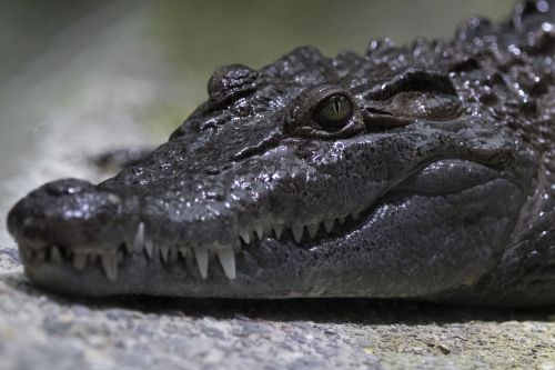 reptile crocodile alligator